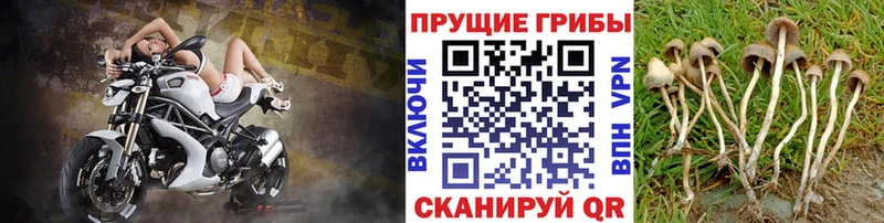 Псилоцибиновые грибы мухоморы  где продают   Балашиха 